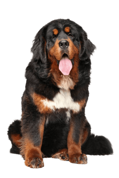 Tibetan Mastiff
