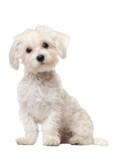 Maltese