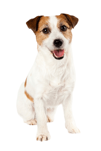 Jack Russell Terrier